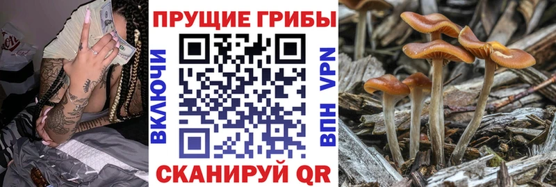 Псилоцибиновые грибы мицелий  Лагань 
